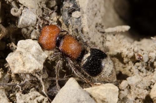 Réf. 162 610 : Myrmilla erythrocephala