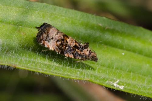 Réf. 162 606 : Endothenia sp.