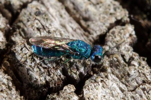 Trichrysis cyanea