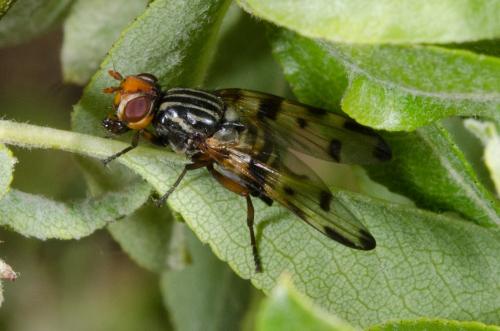 Otites porcus