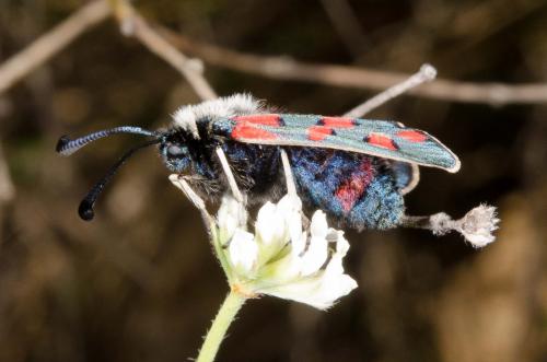 Zygaena rhadamanthus