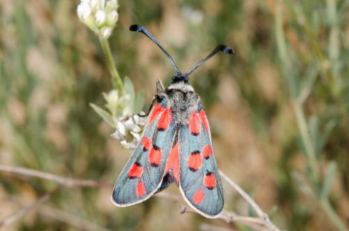 Zygaena rhadamanthus
