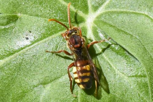 Nomada sp.