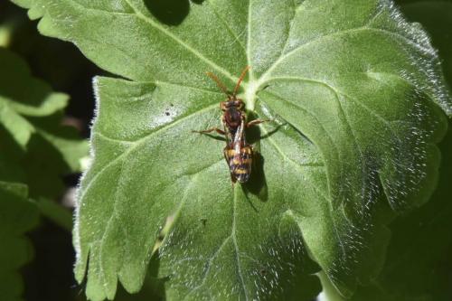 Nomada sp.