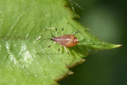 Réf. 162 340 : Macrosiphum rosae