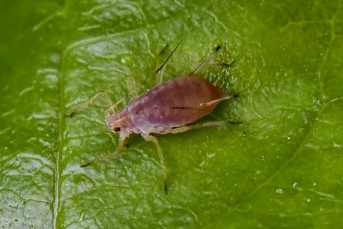 Réf. 162 414 : Macrosiphum rosae