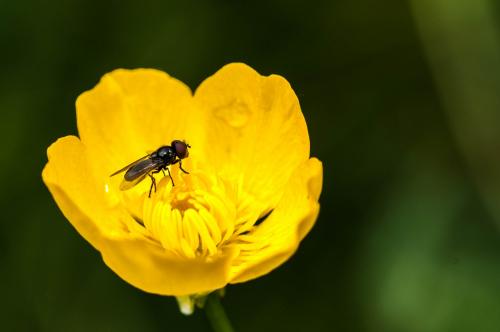 Melanogaster sp.