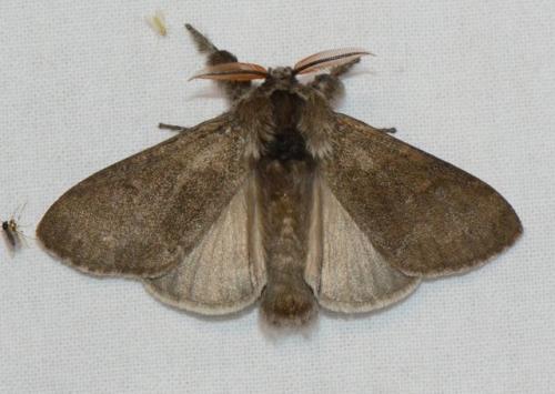 Réf. 162 773 : Calliteara pudibunda