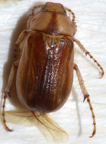 Réf. 162 093 : Rhizotrogus aestivus