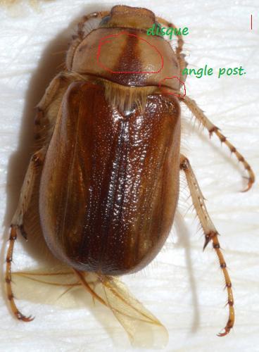Rhizotrogus aestivus