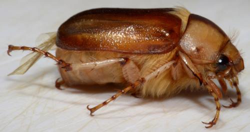 Réf. 162 095 : Rhizotrogus aestivus