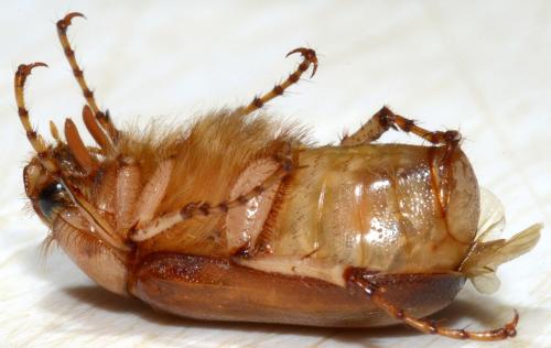 Réf. 162 096 : Rhizotrogus aestivus