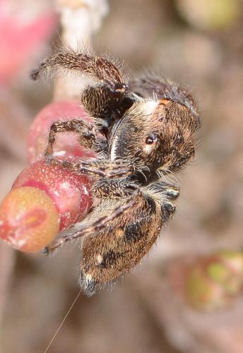 Bianor albobimaculatus