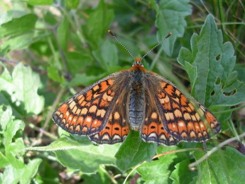 Réf. 162 454 : Euphydryas aurinia