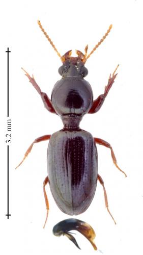 Dyschirius sp.