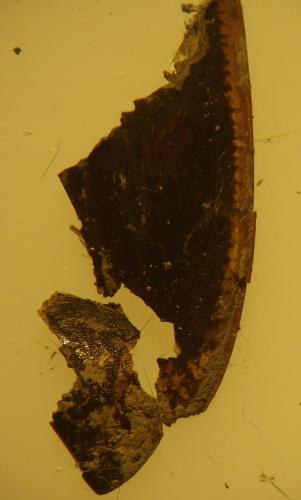 Dytiscus sp.
