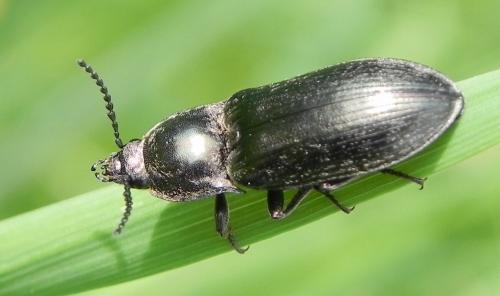Selatosomus sp.