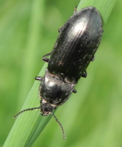 Selatosomus sp.