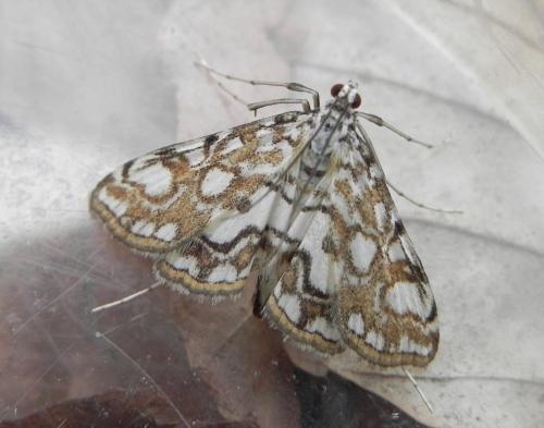 Réf. 162 731 : Elophila nymphaeata