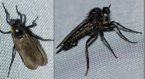 Empis ciliata