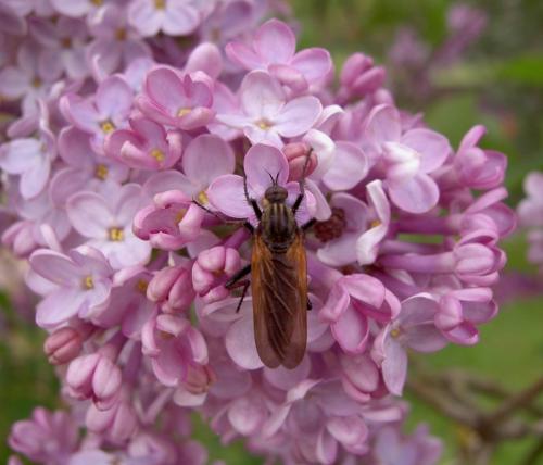 Empis tessellata