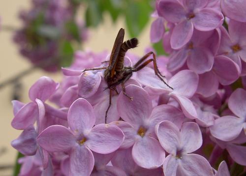 Empis tessellata