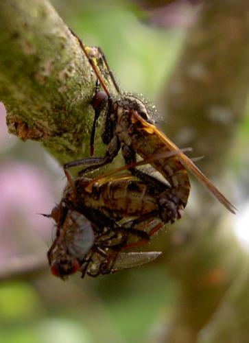 Empis tessellata