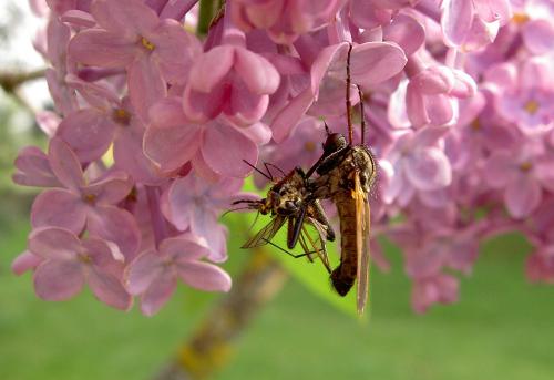 Empis tessellata