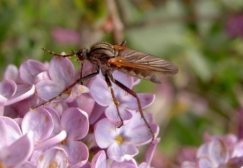 Empis tessellata