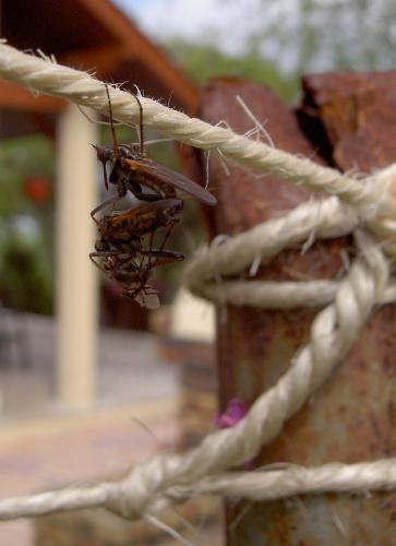 Empis tessellata