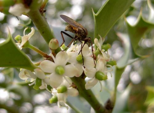 Empis tessellata