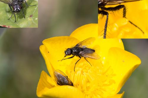 Réf. 162 754 : Drymeia sp.