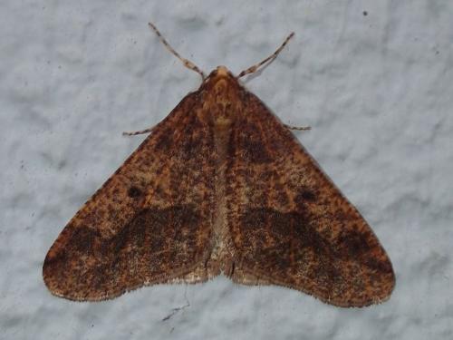 Erannis defoliaria