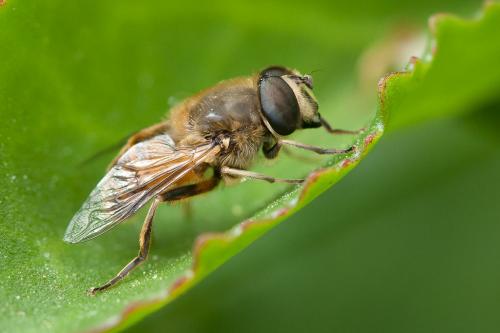 Réf. 162 118 : Eristalis tenax