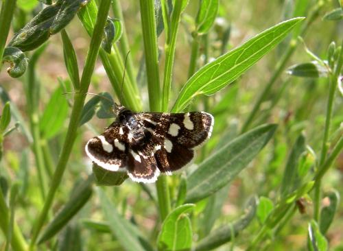 Eurrhypis pollinalis