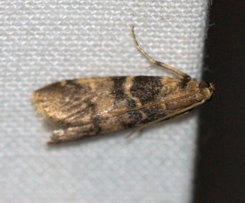 Réf. 162 502 : Euzophera pinguis