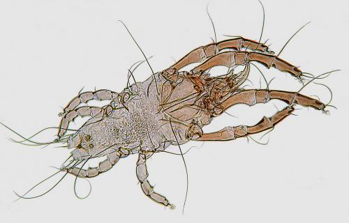 Réf. 162 048 : Falculifer sp.
