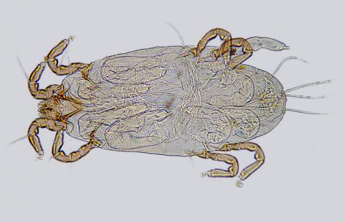 Falculifer sp.