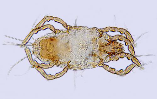 Falculifer sp.