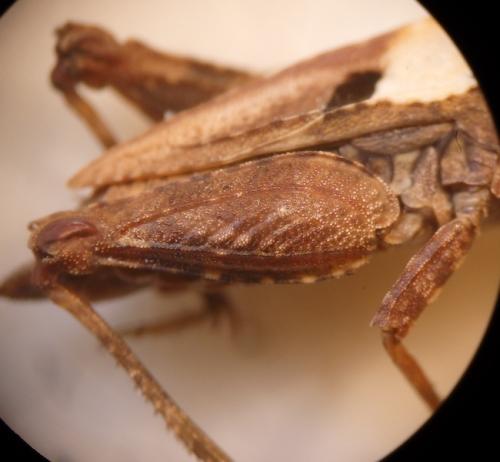 Réf. 162 681 : Tetrix bipunctata
