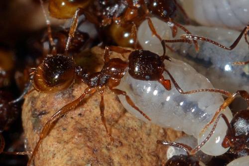 Aphaenogaster subterranea