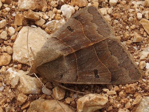 Minucia lunaris