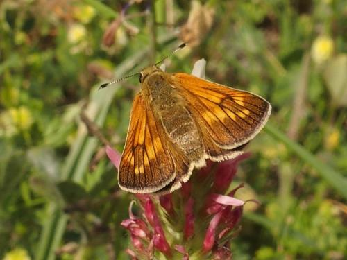 Ochlodes sylvanus