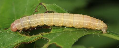 Operophtera brumata