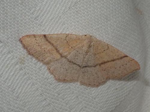 Réf. 162 657 : Cyclophora suppunctaria