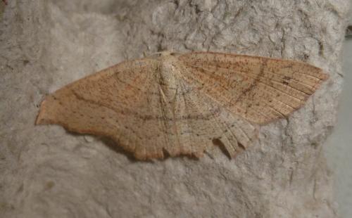 Réf. 162 747 : Cyclophora suppunctaria