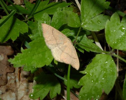 Réf. 162 658 : Cyclophora sp.