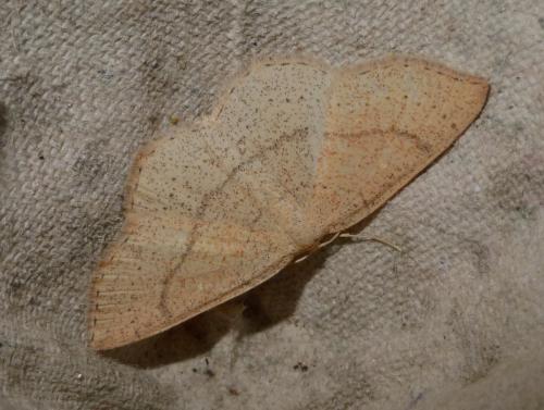 Réf. 162 746 : Cyclophora sp.
