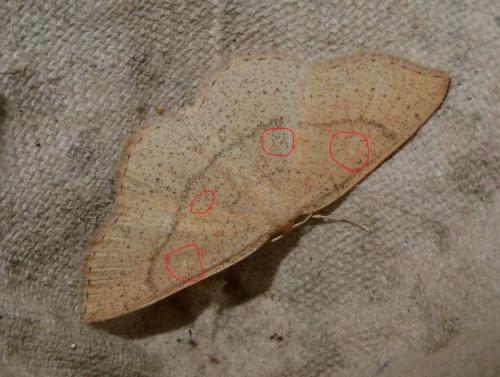 Réf. 162 796 : Cyclophora sp.