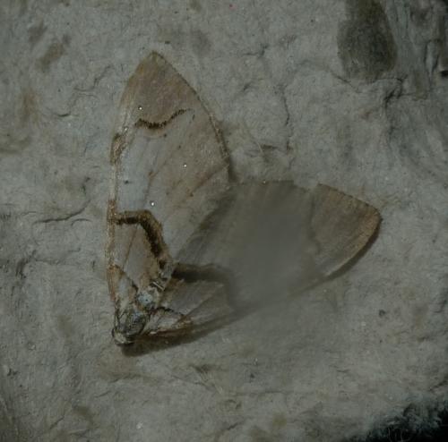Réf. 162 656 : Anticlea derivata